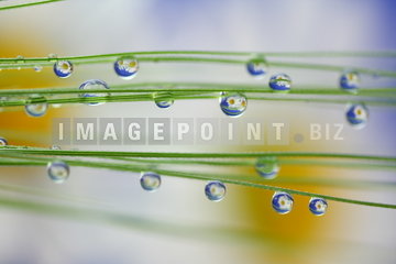Margeritentropfen