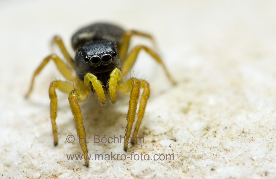 Makrofoto von einer Springspinne