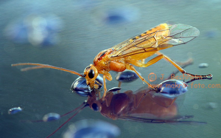 mit-fotos-geld-verdienen-oranges-insekten-makro