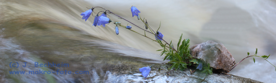 Glockenblume im str�menden Fluss