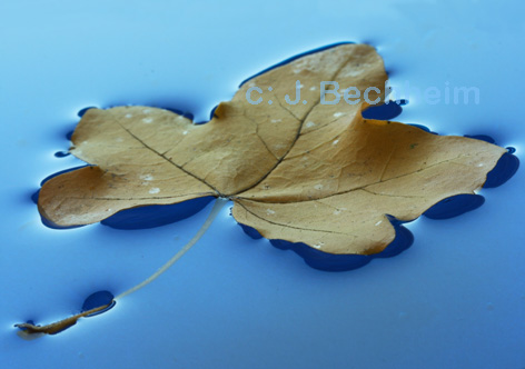 Foto von schwimmendem Blatt