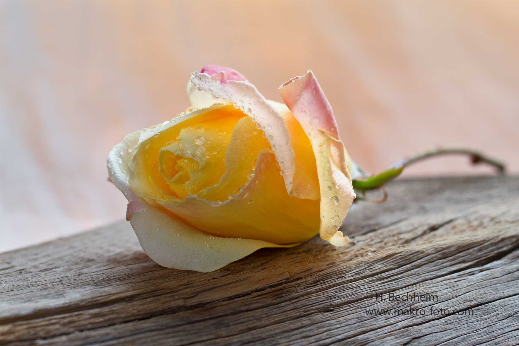 Rose Makroobjektiv Canon 100mm 2.8L, Spitzenobjektiv, Makroobjektiv, kaufen, Objektiv kaufen, Schrfe, top, Abbildungseigenschaften, Ausrstung, zubehr, fotografie, fotografieren, Nahaufnahme