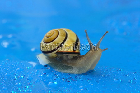 Schnecke, fotos, verkaufen Panthermedia