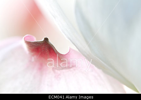 Bilderverkauf, Alamy, Hartriegel, Blte, Bltenhartriegel, Stockphoto, zeartrosa