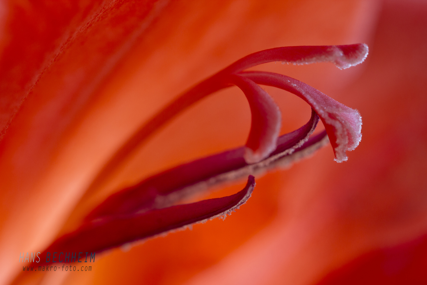 fotografieren lernen, Makrofoto, Makrofotografie, Gladiole