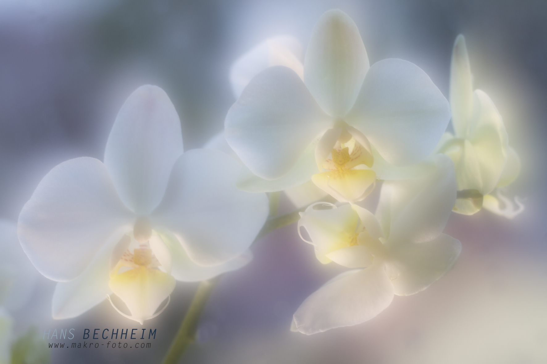 orchidee, impressionistisch
