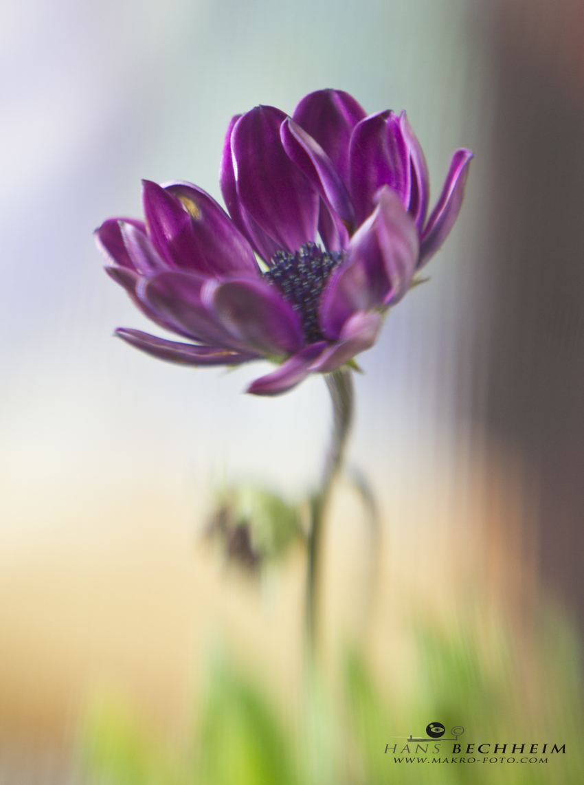 Lensbaby, Blume, Blumenfoto, Composer, sofrfokus, Sweetspot