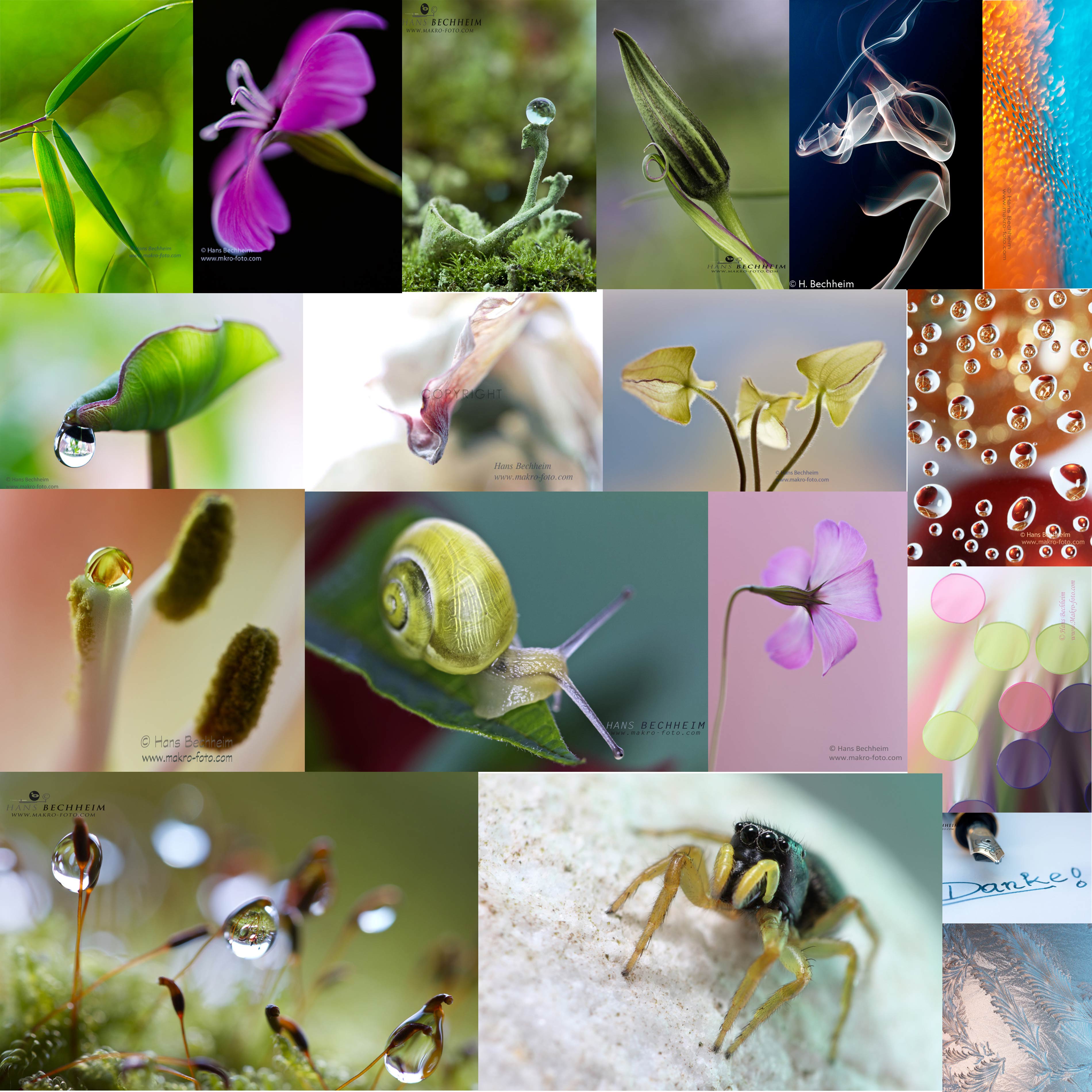 Makrofotos, Bilder, Fotos, Makrofotografie, Beispiele, Beispielbilder, bersicht, Macro, Makrofotografie, Macrofotography